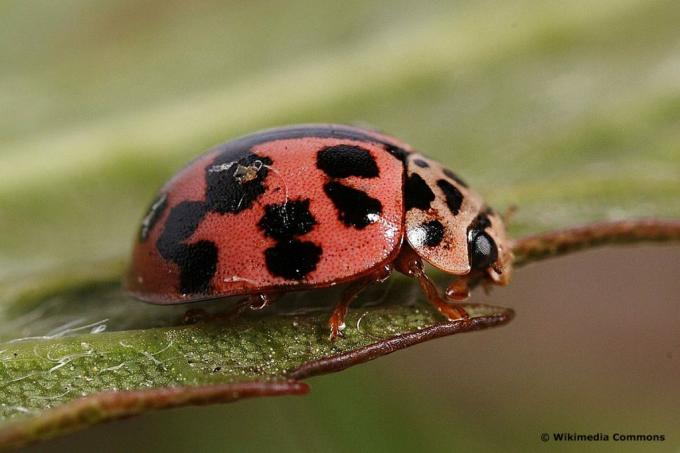 Poplar ladybug (Oenopia conglobata). red beetle with black dots