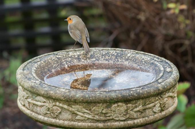 Bagno per uccelli in giardino
