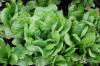 Planting av salat: instruksjoner for dyrking av salat