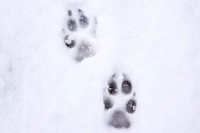 รอยเท้าสุนัขในหิมะ