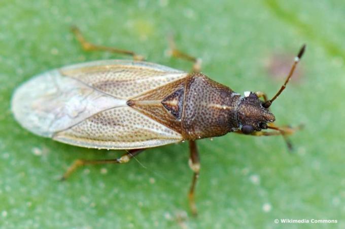 Insetto a poro lungo color nocciola (Cymus glandicolor), coleottero simile a uno scarafaggio