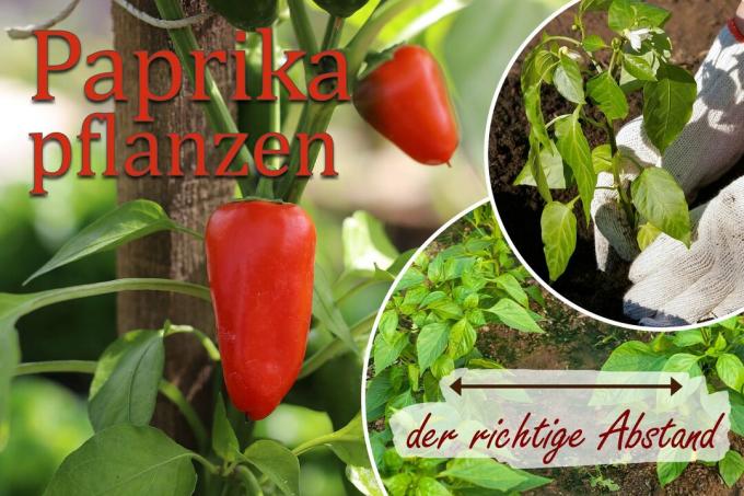 Rozostup rastlín papriky Titulná fotografia