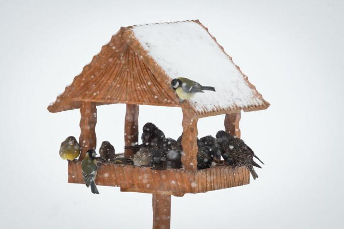 Păsări în căsuța de păsări iarna