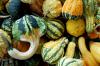 Poisonous pumpkins: when do the bitter substances become dangerous?