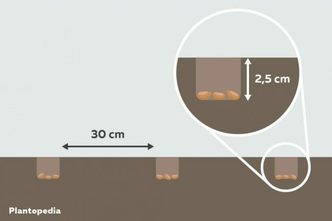 Nota la distanza di impianto e la profondità di impianto dei noccioli di ciliegio