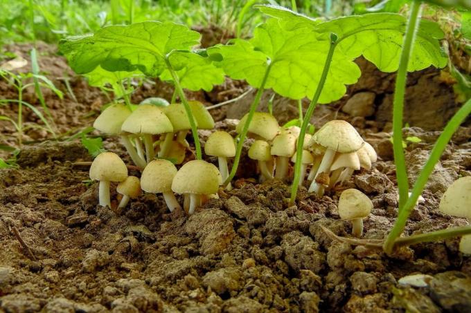 сімейство грибів