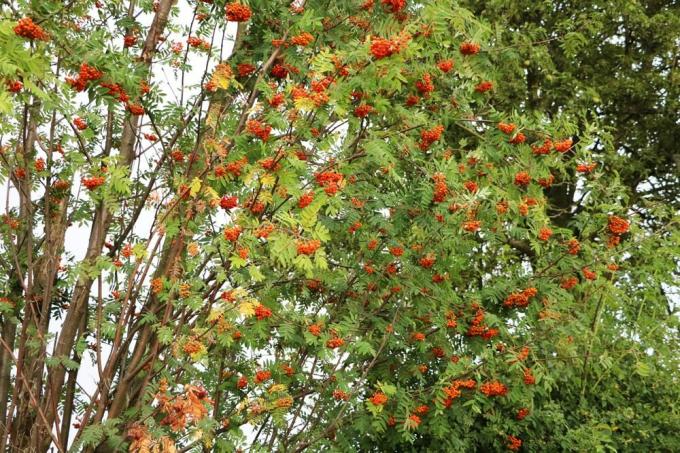 Rowan, τέφρα του βουνού, δέντρο σορβιών, Sorbus aucuparia