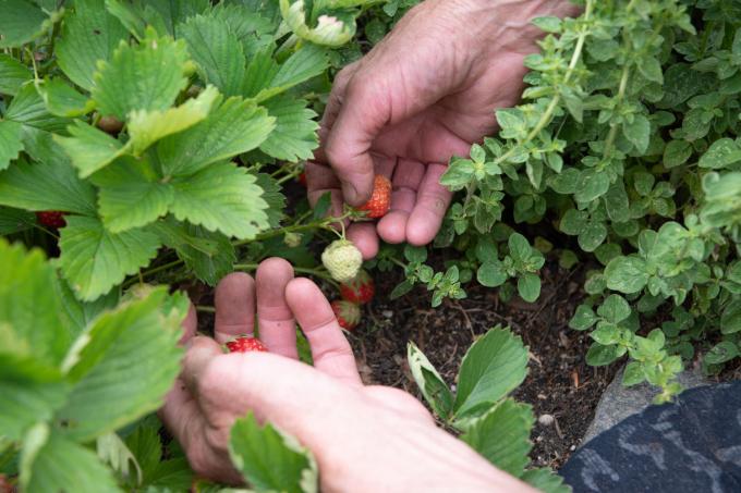 strawberries-as-underplanting