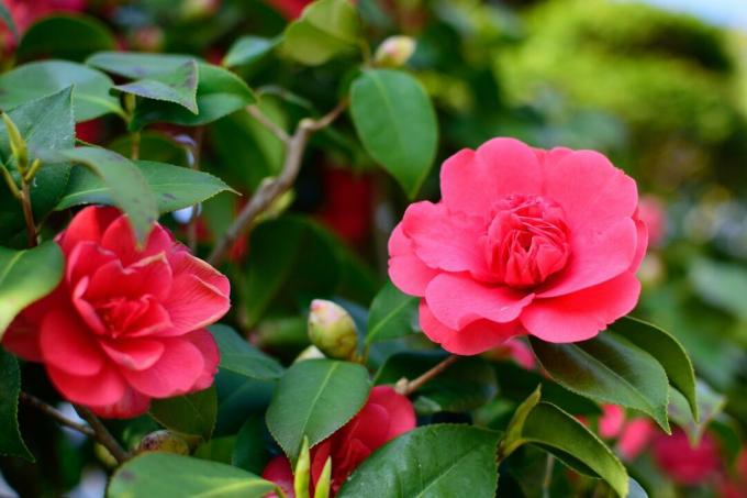 Sasanqua Camellia rožinė