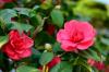 Camellia japonica: sorte i druge vrste kamelije