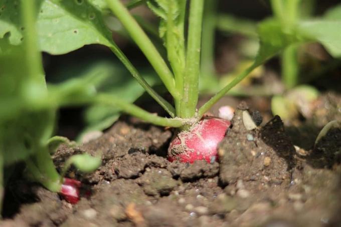 Radishes are difficult planting neighbors for tomatoes