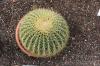 Kaktusová hniloba: změkne, vrásčitá a kašovitá
