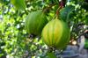 Pear Schweizerhose: Taste & Cultivation