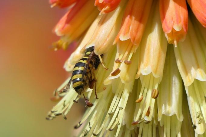 Meşale zambak üzerinde yaban arısı