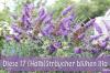 17 krūmi ar purpursarkaniem ziediem: saraksts no A-Z