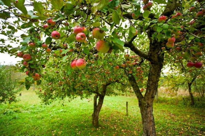 To æbletræer i haven
