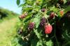 לשתול, לטפל ולקטוף boysenberries