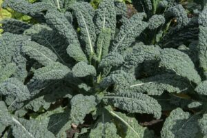 Plantar y cultivar kale con éxito