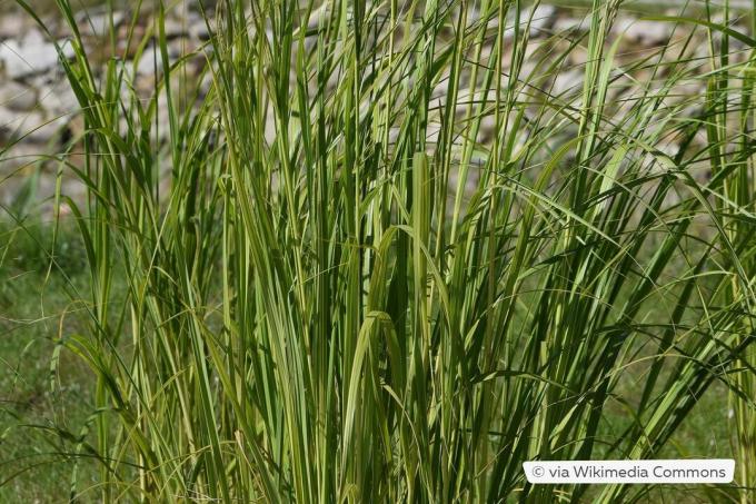 Golden ridge grass (Spartina pectinata 'Aureomarginata')