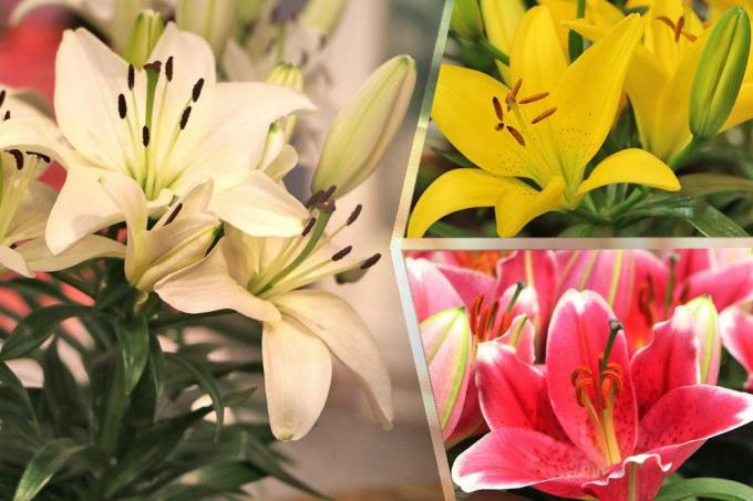 Lily species by color