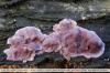 10 maladies du lilas / buddleia sur le tronc, les feuilles et les fleurs