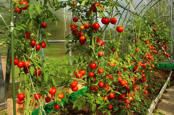 Tomates en invernadero