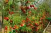 מחזור יבול בעגבניות: מה לשתול לאחר מכן