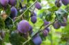 Menanam pohon prem: petunjuk & tips perawatan