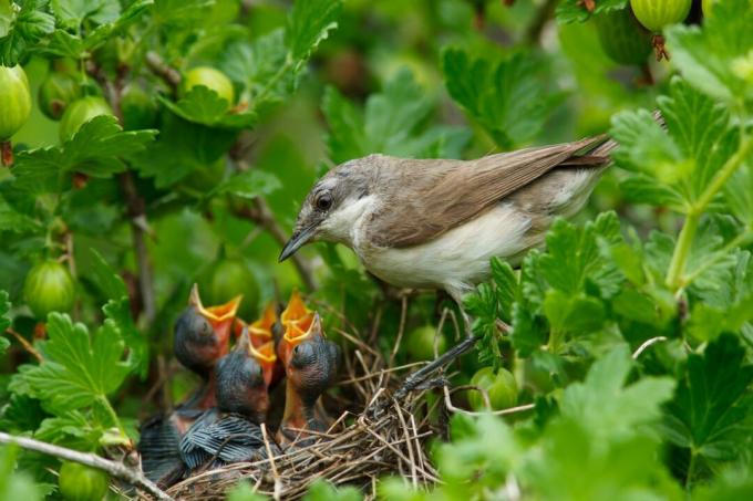 jeunes parulines à sonnettes dans le nid
