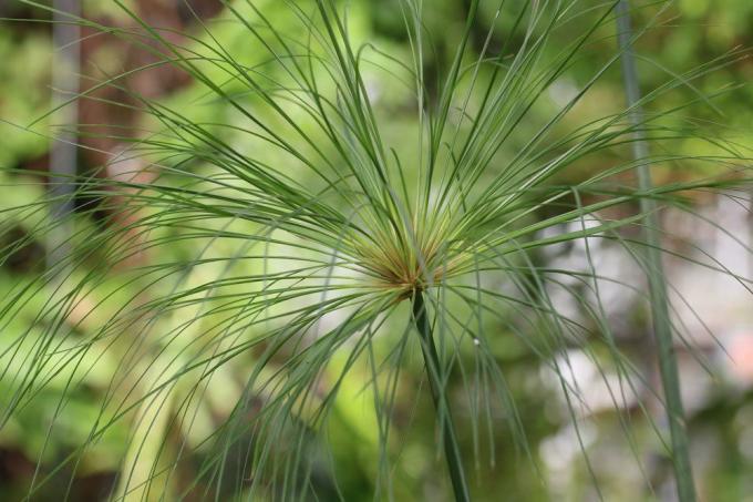 Real papyrus with its radial inflorescence
