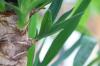Maladies du palmier yucca de A à Z: moisissure, mildiou, taches & Co