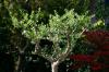 Oliivipuu pügamine: lõikamise ajastus ja protseduur
