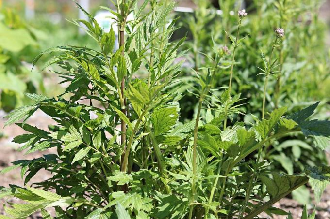 Valerijonas (Satureja hortensis) yra vienas žinomiausių vaistinių augalų