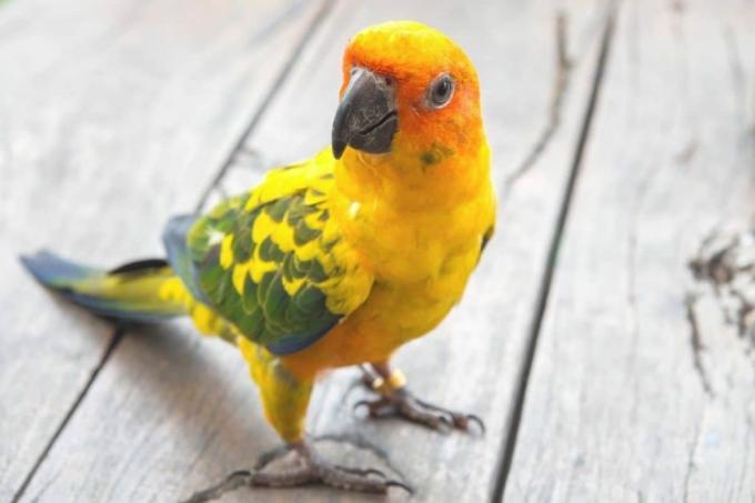 narančasti papagaj