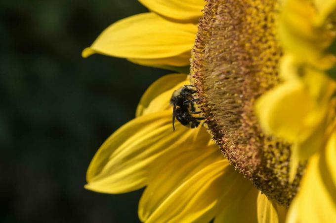 Včela na slunečnici