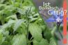Is borage poisonous? You should be aware of this