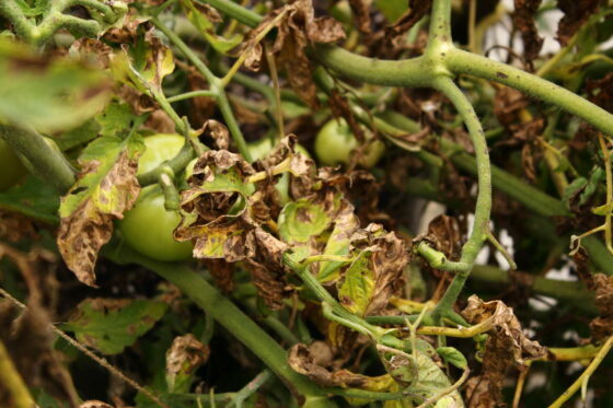 Fusarium: labai toksiškų augalų kenkėjų atpažinimas ir kova su juo
