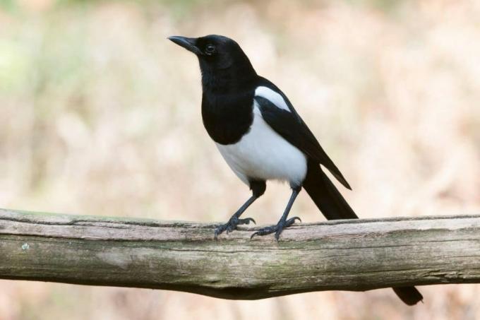 Magpie, birds with black heads
