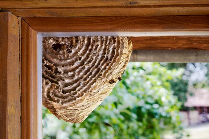 窓にスズメバチの巣