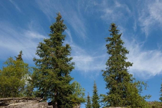 Ερυθρελάτη (Picea abies), μεγάλα δέντρα