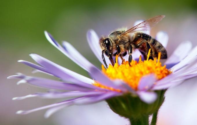Včela opeľujúca fialový kvet