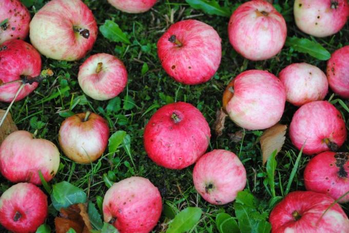 Τα μήλα λιβαδιών βρίσκονται σε ένα λιβάδι