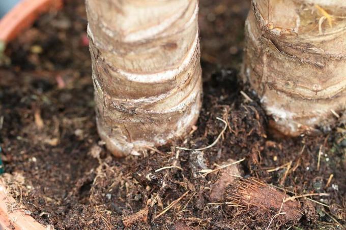 Yucca palm dalam pot dengan fokus pada substrat