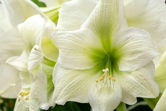 Biały kwiat amarylis