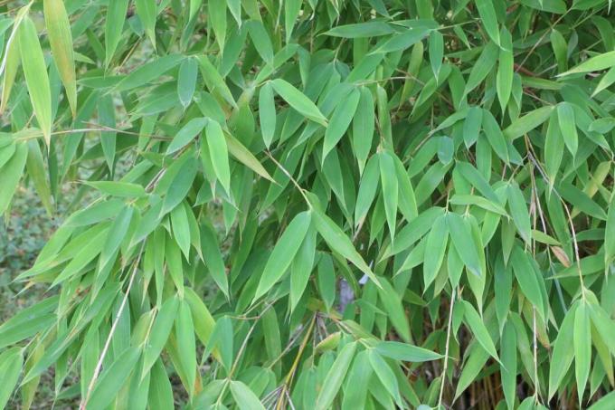 Bambu Muriel (Fargesia murielae)
