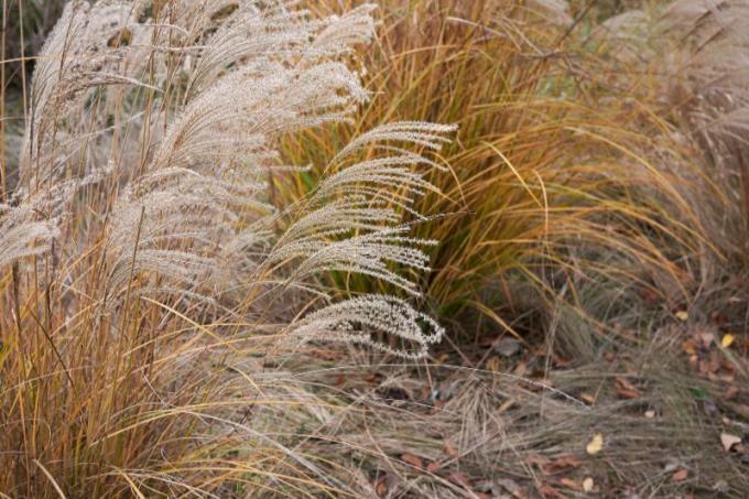 Chinese reed (Miscanthus sinensis)