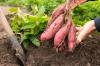 고구마 재배: 품종 및 수확에 대한 정보