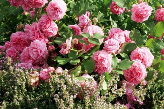 Ruža " Louise Odier" v záhrade chaty
