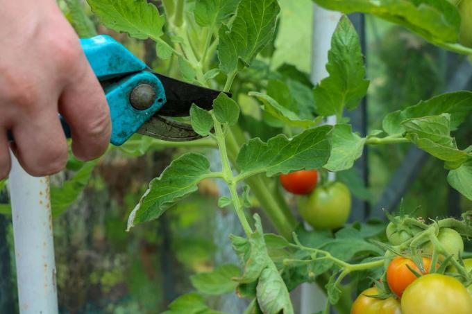 Beskæring af tomatplante