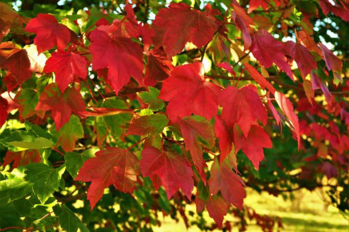 červeno-javorové listy